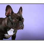 Inoffizielle Bulldoggen/Mops/Boston Terrier Sektion