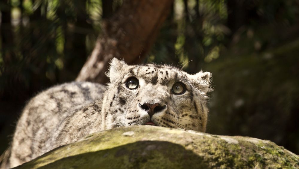 Inquisitive cat