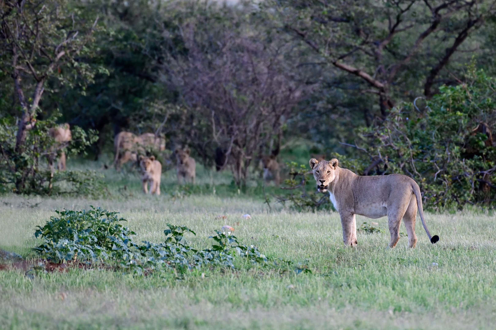 Inquisitive lioness