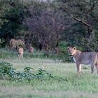 Inquisitive lioness