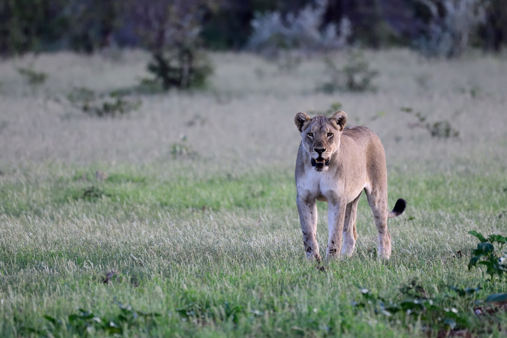 Inquisitive lioness II