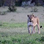 Inquisitive lioness II