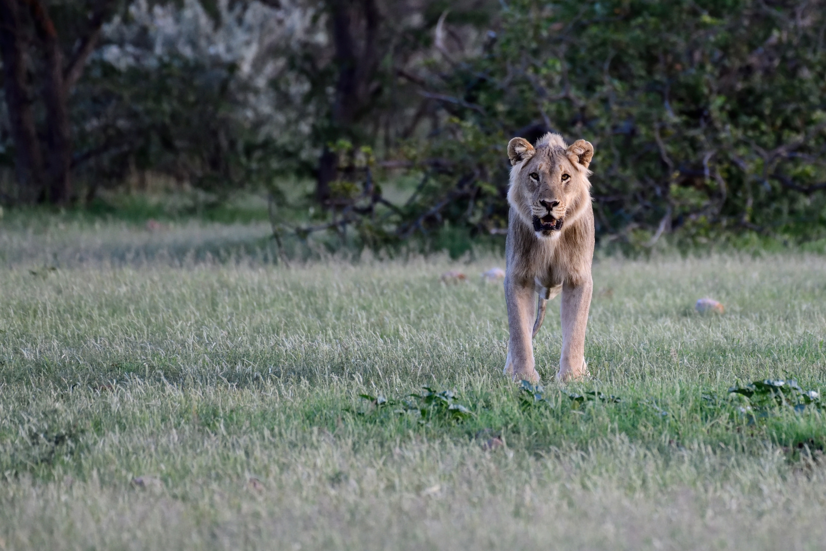 Inquisitive young lion