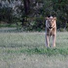 Inquisitive young lion