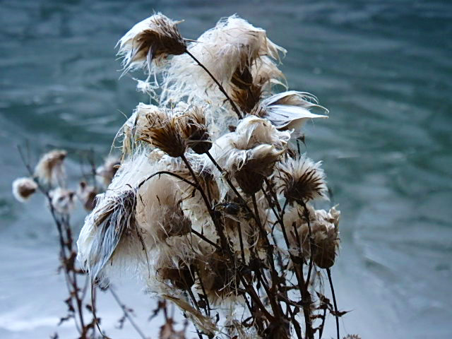 inringersee 4