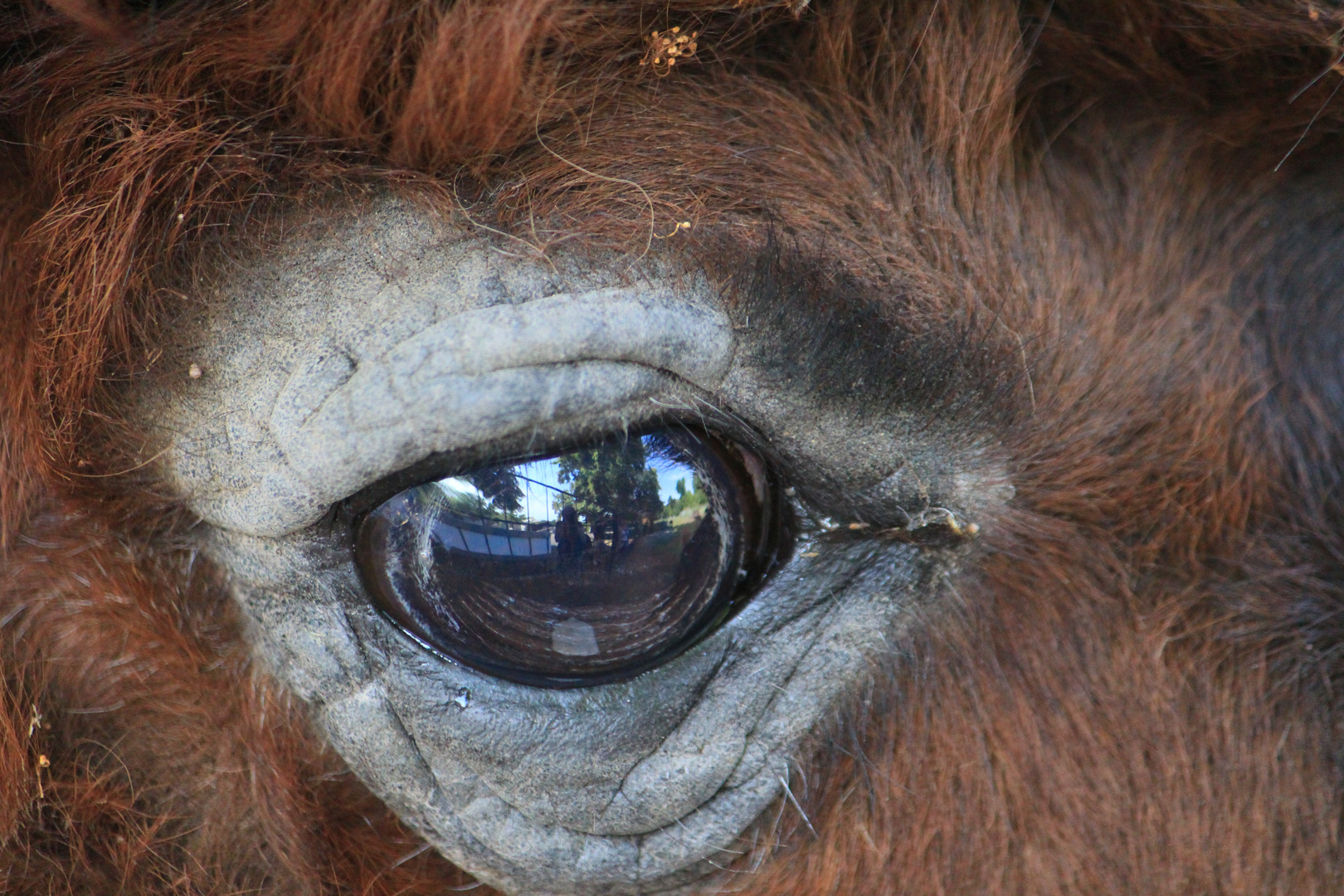 Ins Auge geschaut