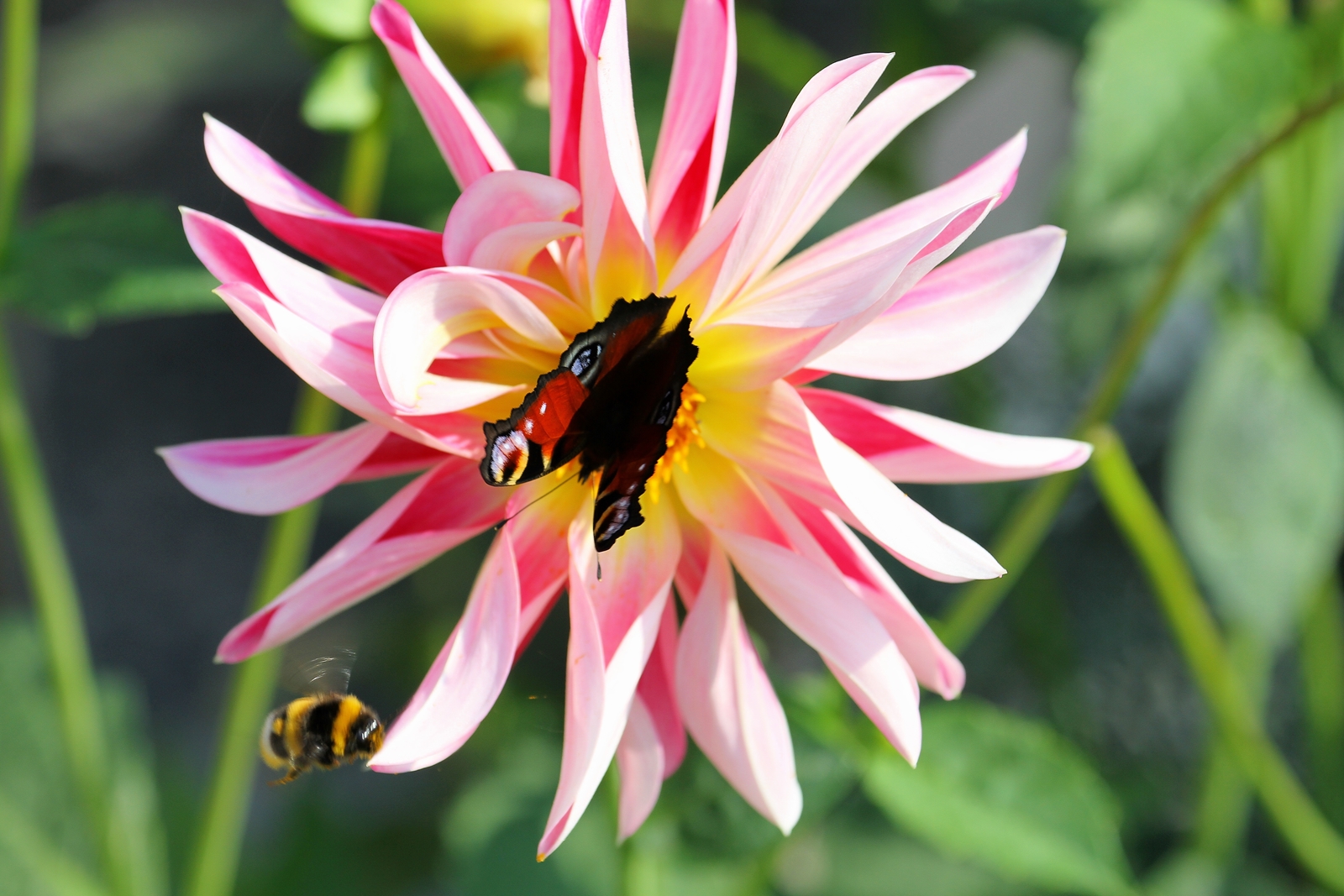 Ins Bild gemogelt - Erdhummel im Anflug