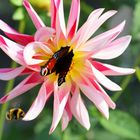 Ins Bild gemogelt - Erdhummel im Anflug