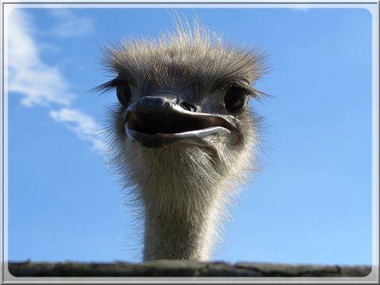 Ins Blau gereckt  (mit Gedicht)