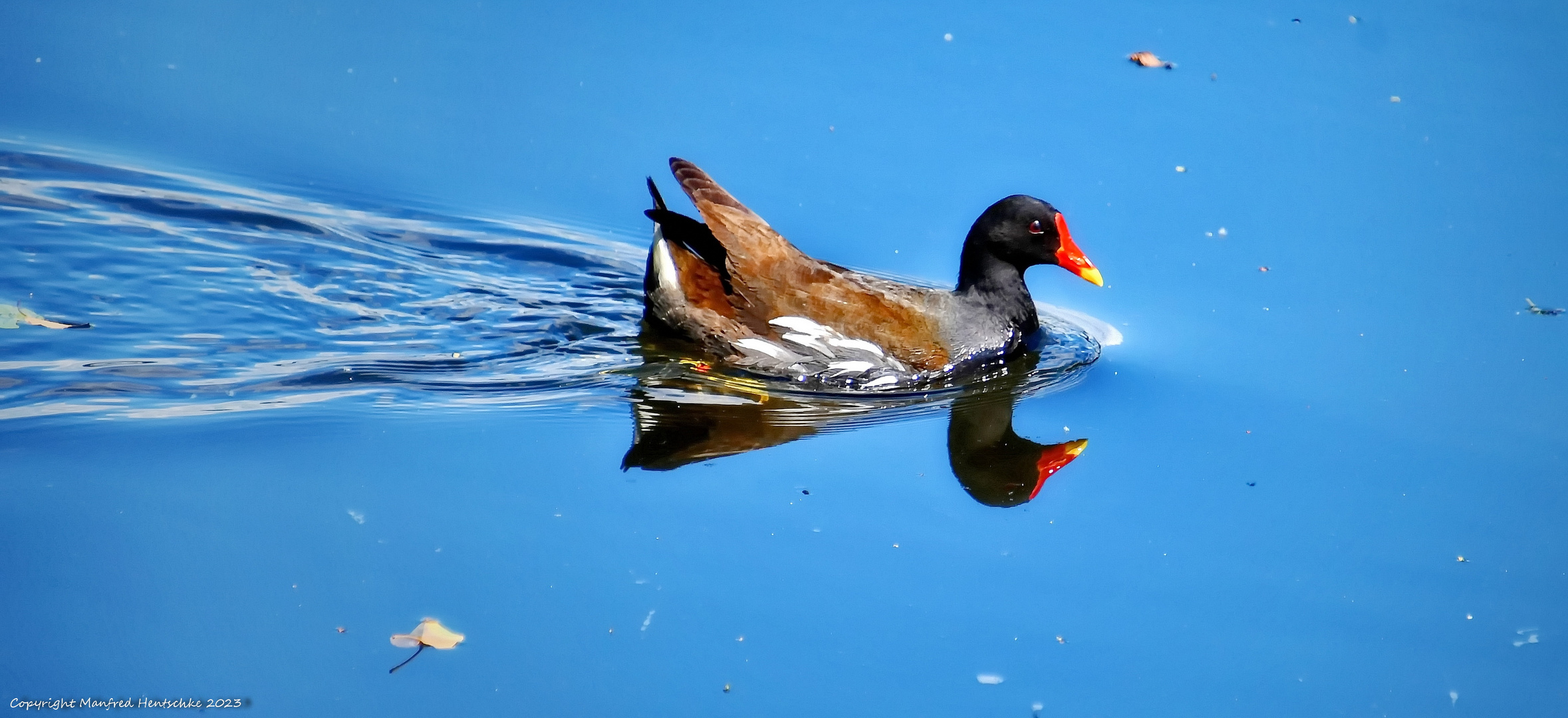 Ins Blaue schwimmen 