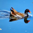 Ins Blaue schwimmen 