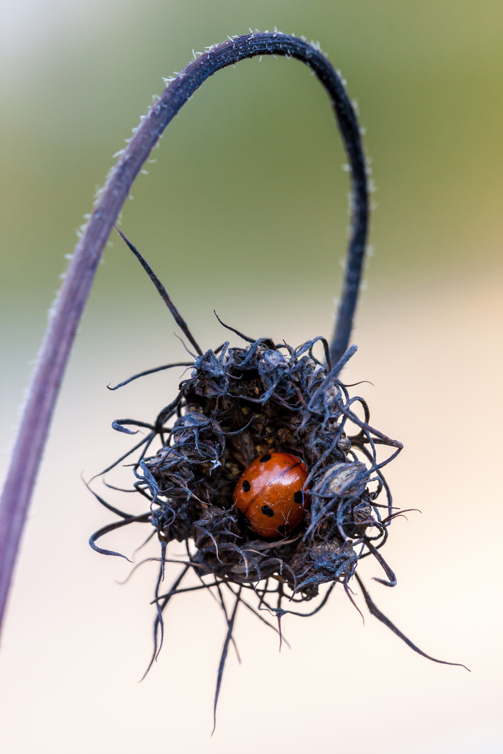 Ins gemachte Nest gelegt