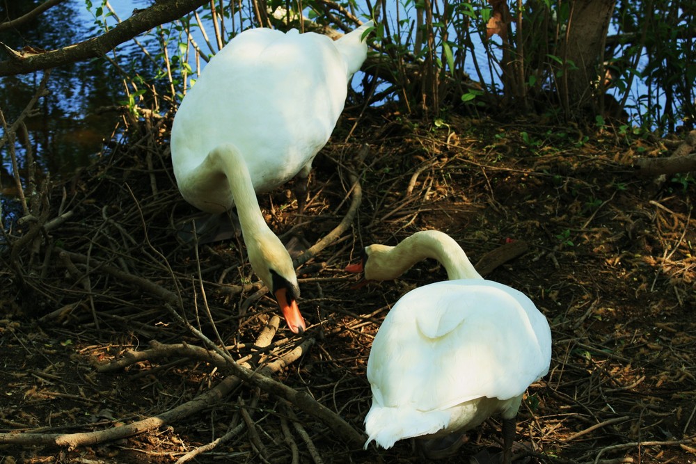 Ins gemachte Nest gesetzt Foto & Bild tiere, wildlife, wild lebende