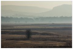 Ins gleißende Licht, in den Dunst hinein... - oder: ...den Frühling ahnend...