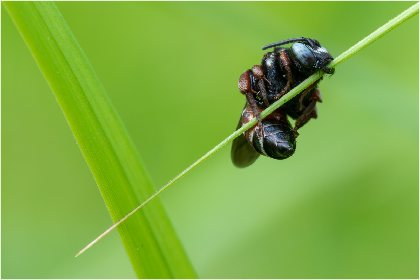 Ins Gras gebissen Foto & Bild natur, insekten, tiere Bilder auf