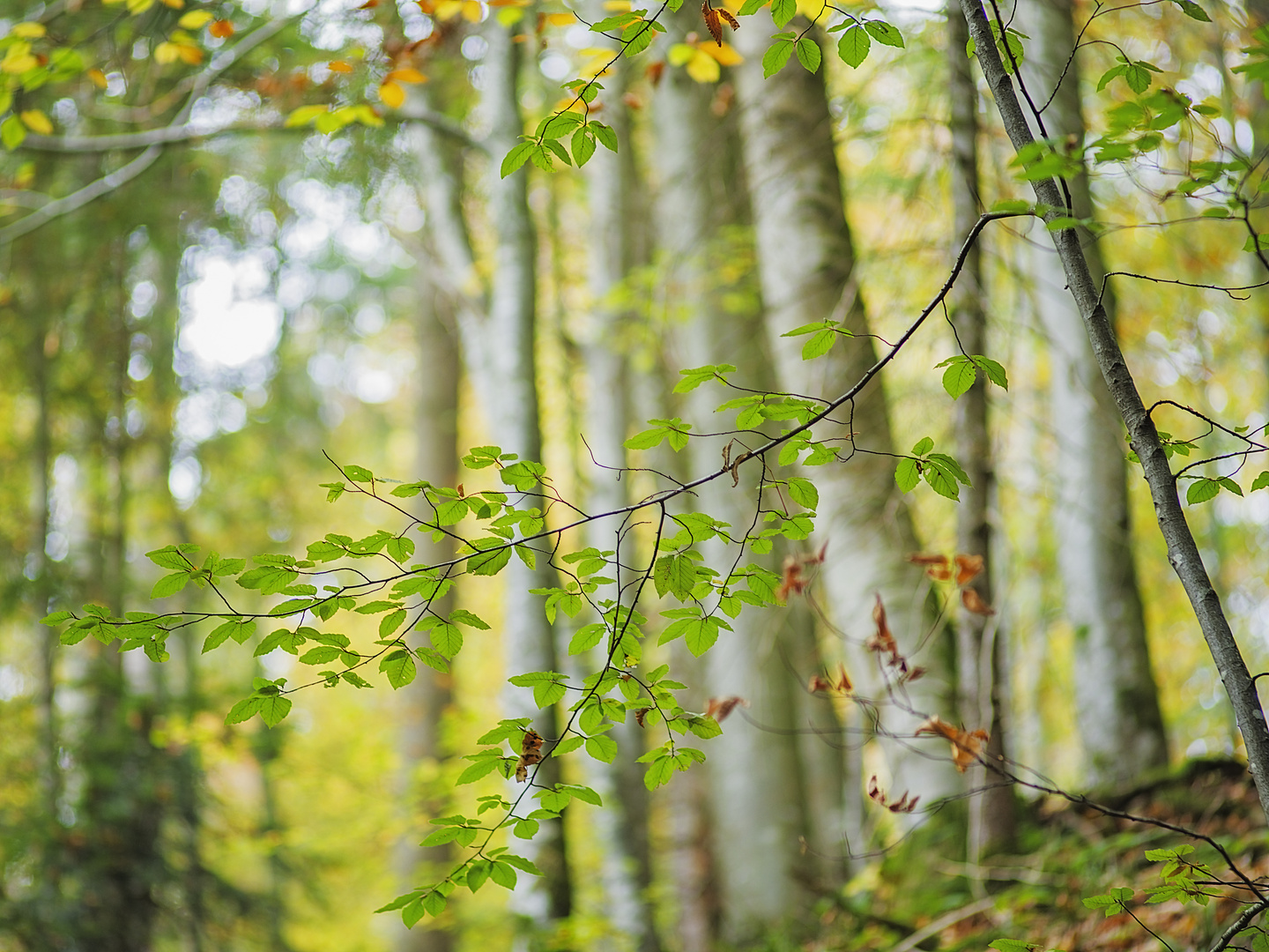 Ins Herbstlicht