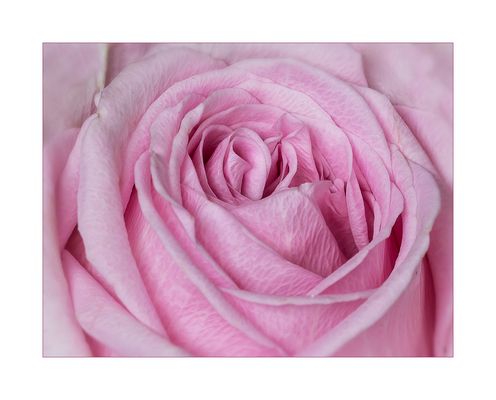 In's Herz geblickt....