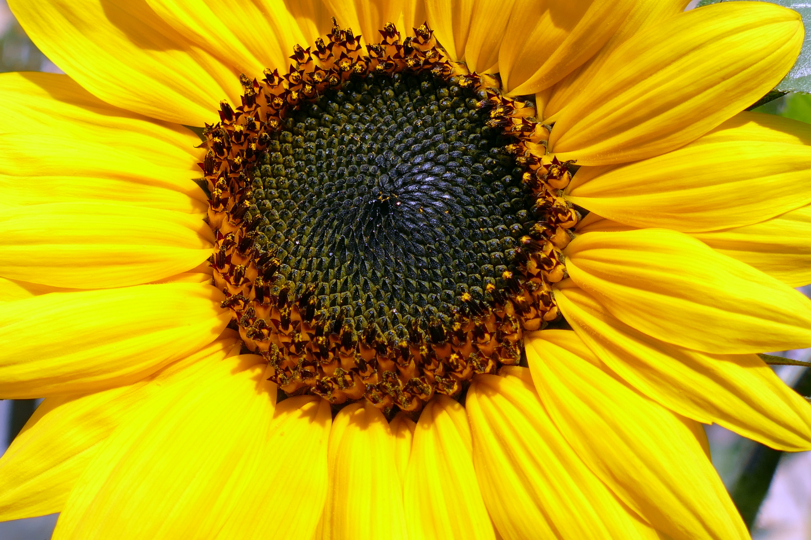 Ins Innere der Blüte geschaut