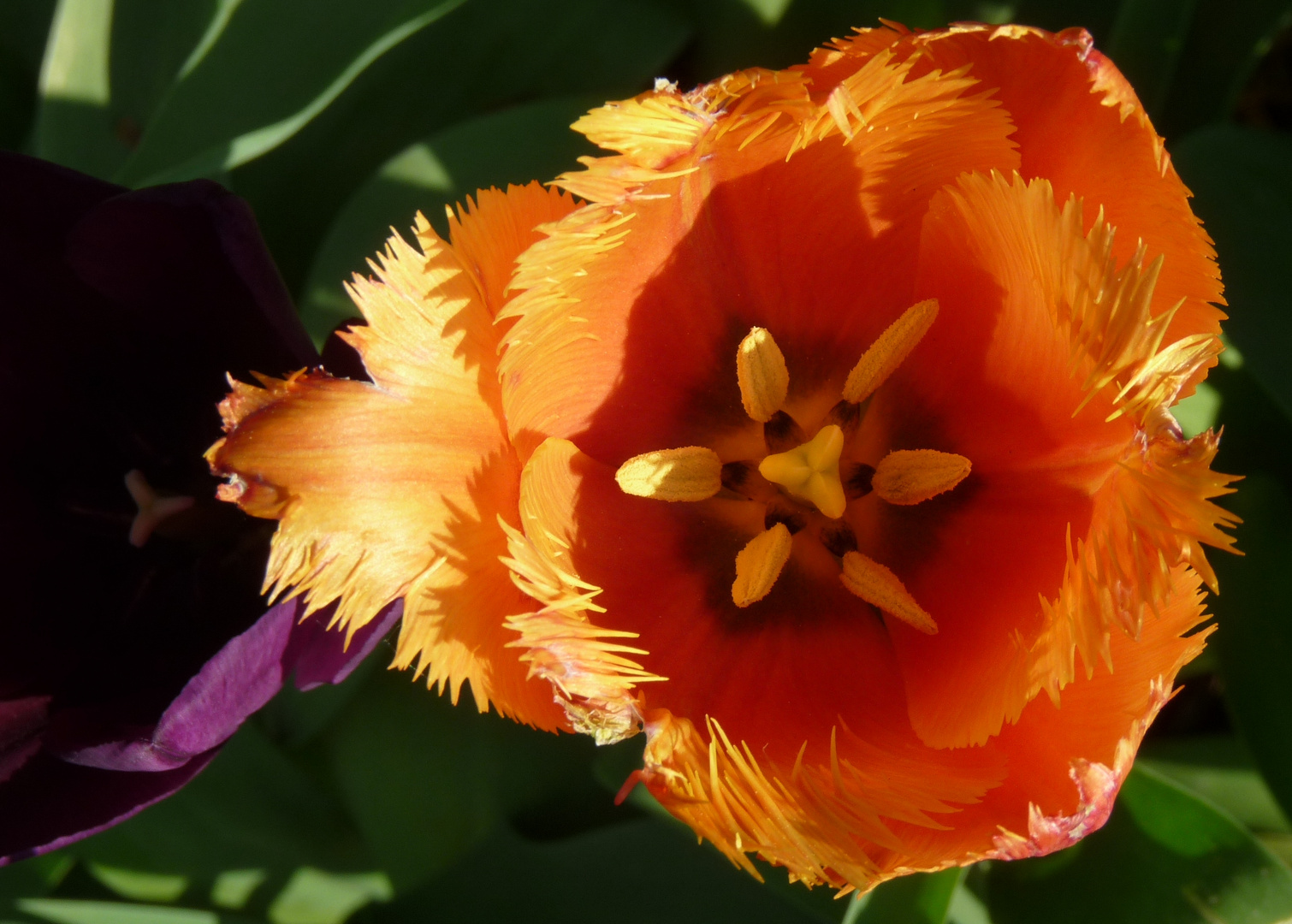 Ins Innere der Königin der Blumen geblickt