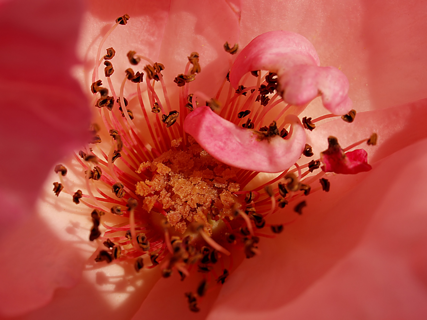 Ins Innere der Rose geguckt