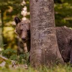 Ins Königreich der slowenischen Braunbären...