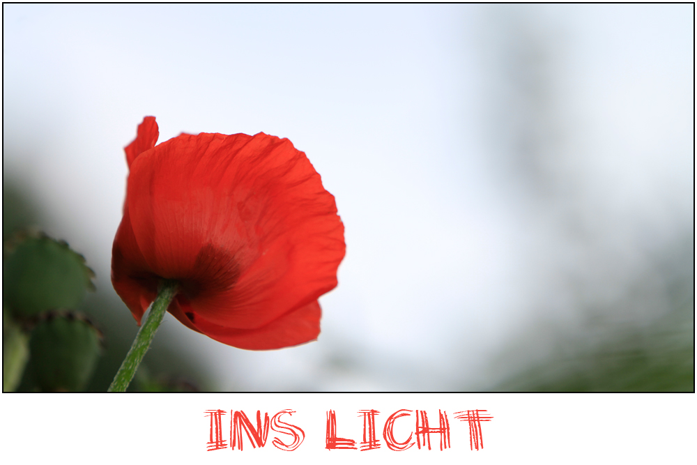 Ins Licht............