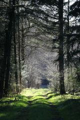 *** Ins Licht ***