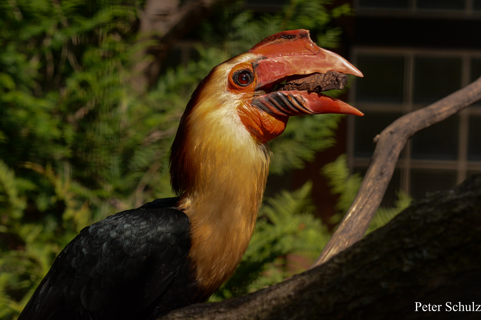 Ins Licht gerückt. Hornvögel.