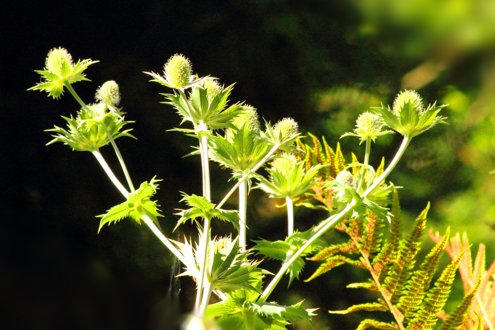 Ins Licht gestellt