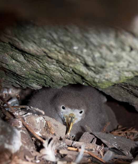 Ins Nest geschaut