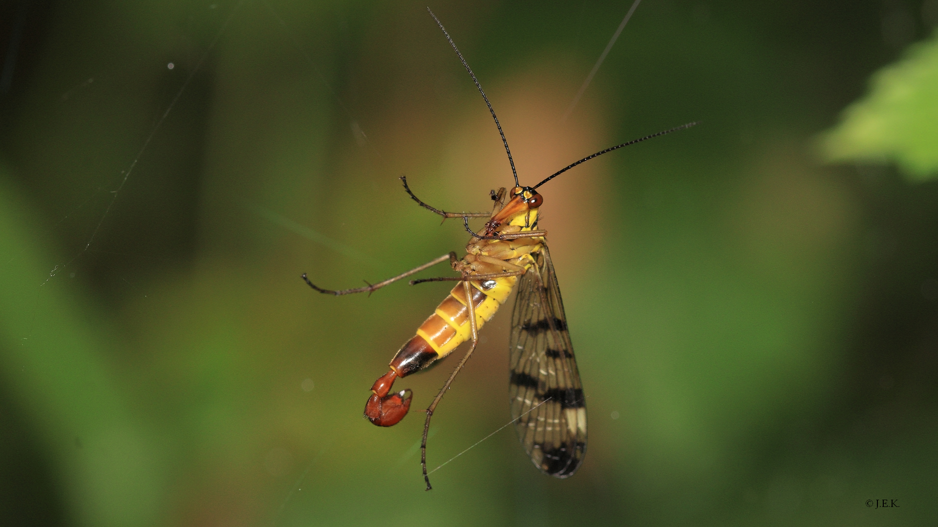 Ins Netz gegangen Foto & Bild insekten, panorpidae, skorpiionsfliege