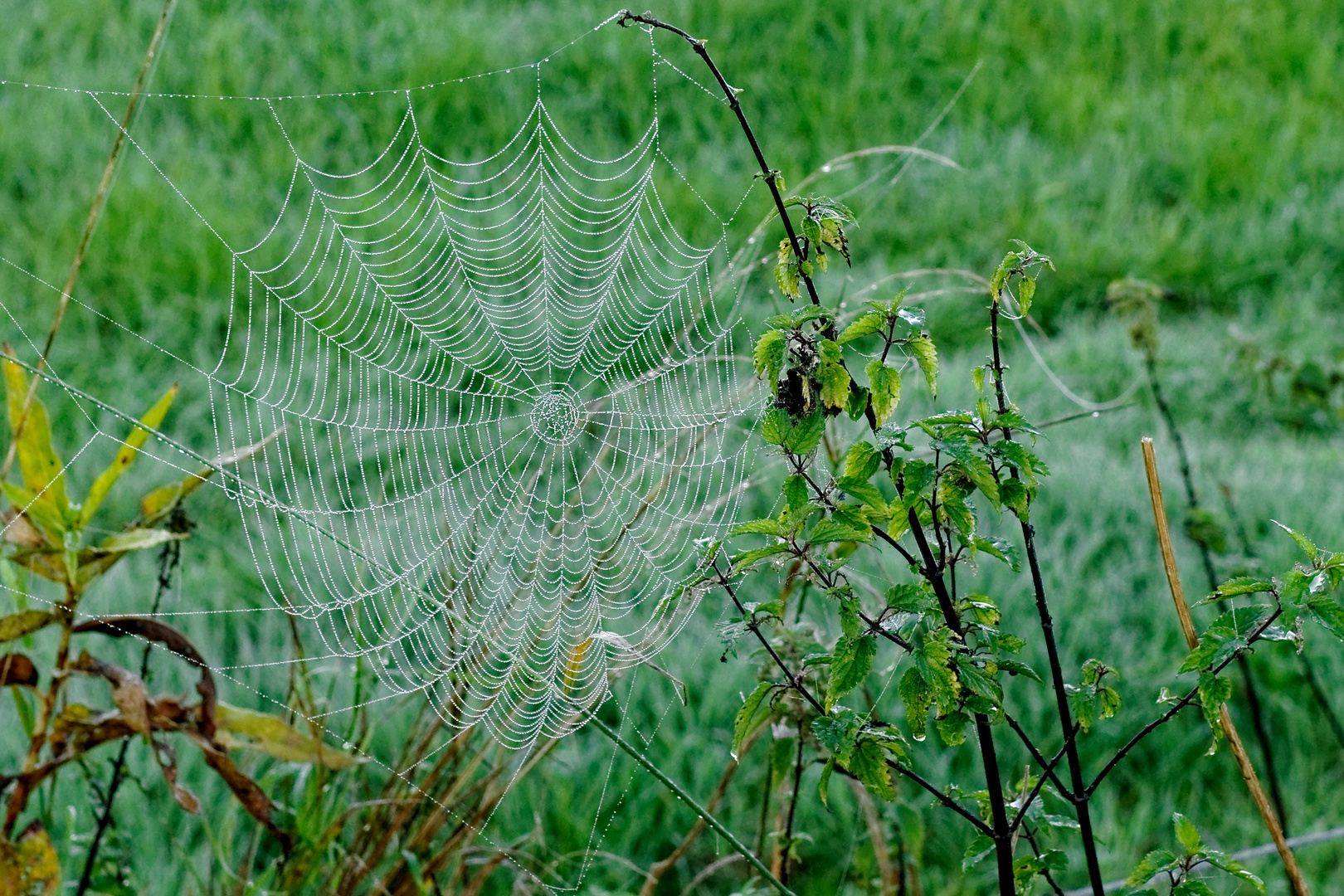 Ins Netz gegangen. Foto & Bild tiere, spuren von tieren, natur Bilder