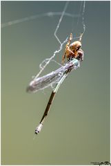 Ins Netz gegangen.....