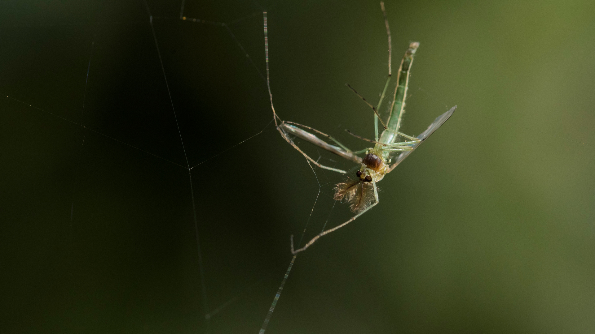 Ins Netz gegangen Foto & Bild fotos, natur, insekten Bilder auf
