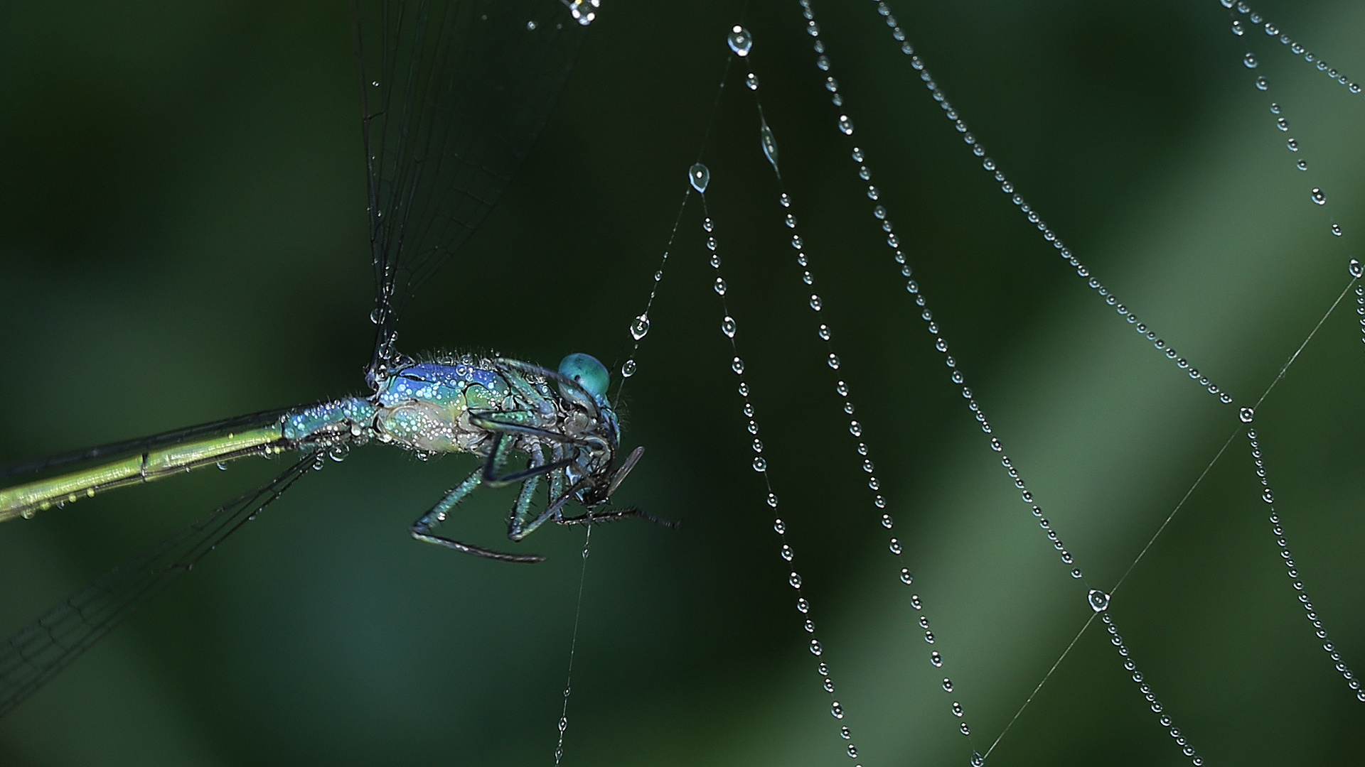 Ins Netz gegangen Foto & Bild makro, natur, libelle Bilder auf