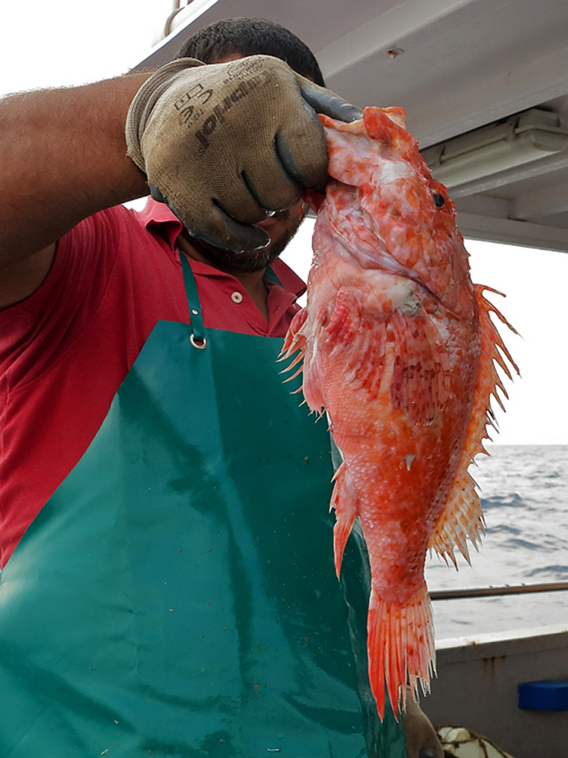 Ins Netz gegangen  /  preso nella rete da pesca