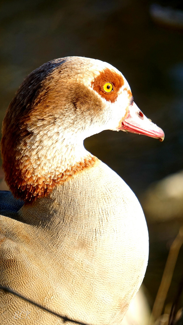 Ins rechte Licht gerückt Foto & Bild | tiere, wildlife, wild lebende ...