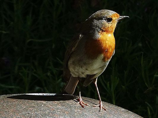 ins rechte Licht gestellt
