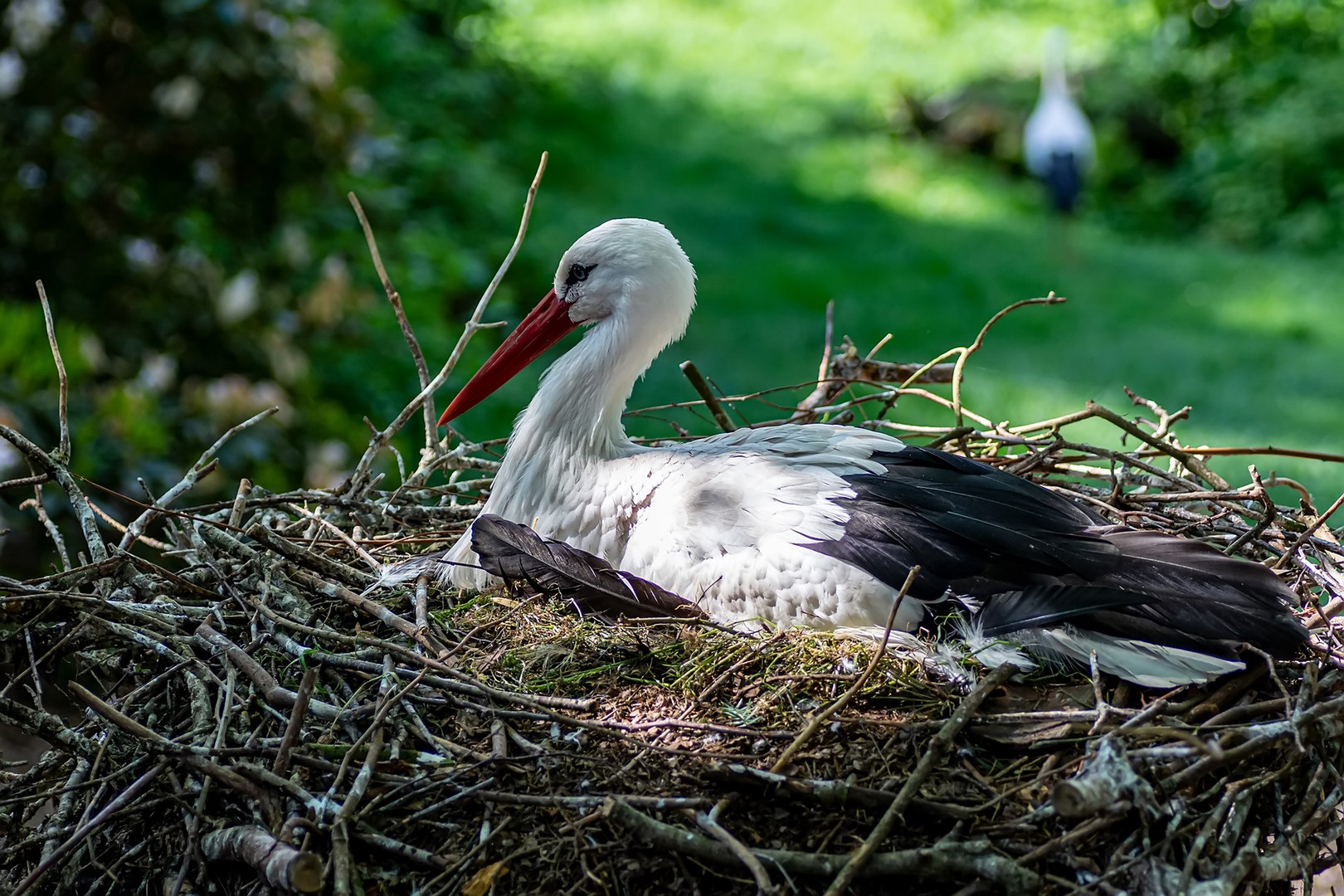 Storchennest voller Farbenfreude: Entdecke die Welt der kostenlosen Ausmalbilder!