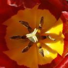 Ins (Tulpen-) Herz geschaut