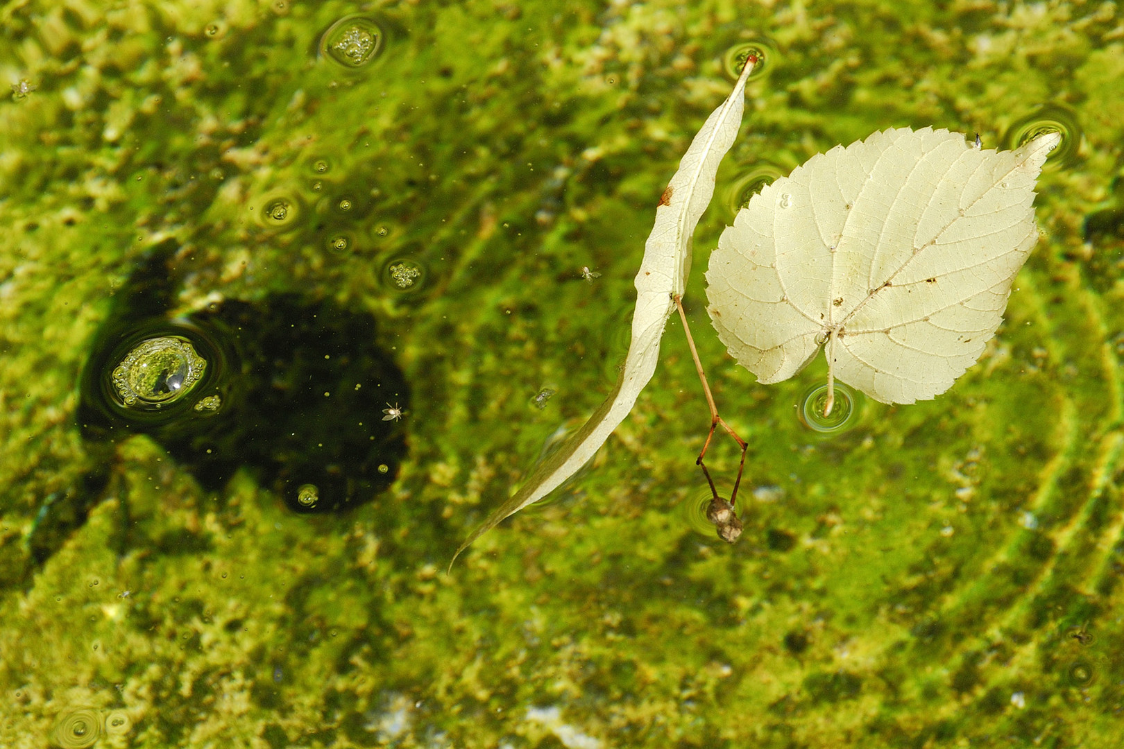 ins Wasser gefallen...