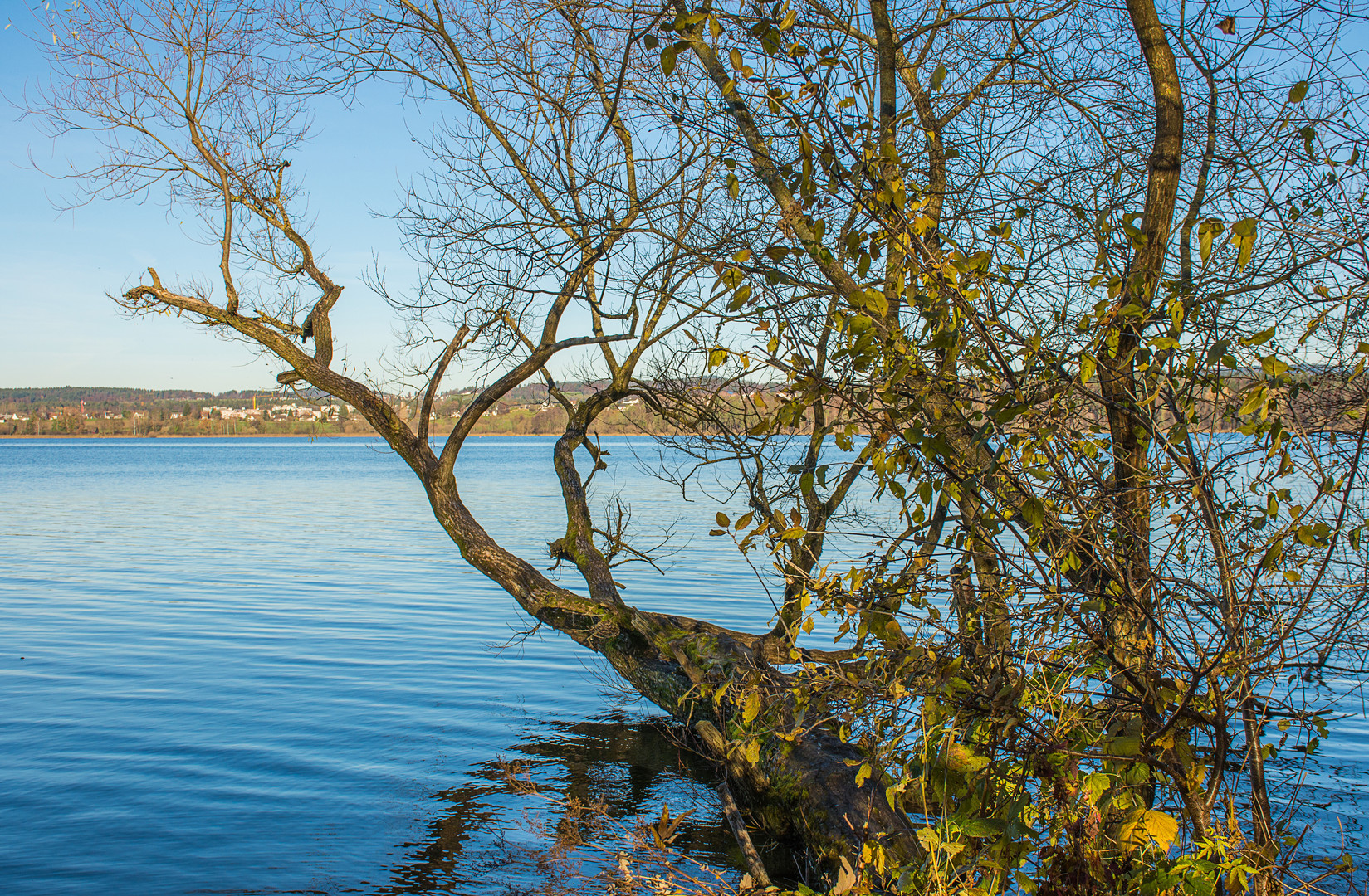  Ins Wasser ragender Baum