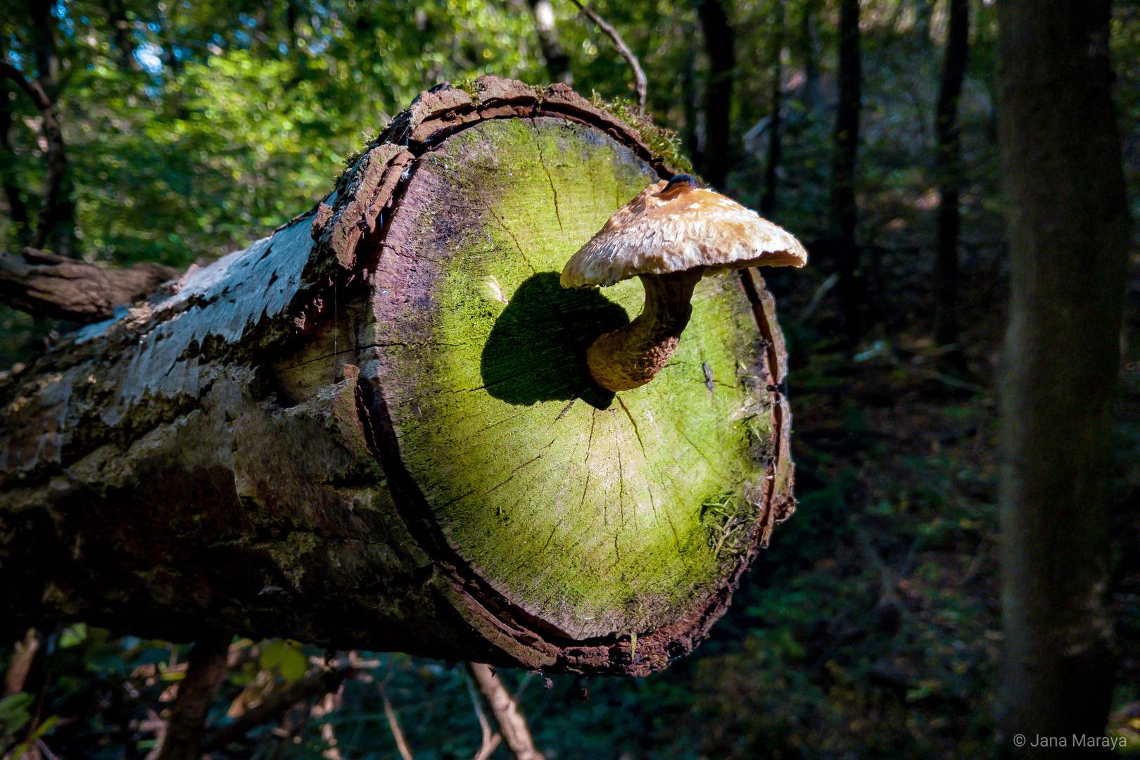 Ins Wurmtal zieht der Herbst ein