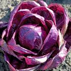 insalata radicchio rosso