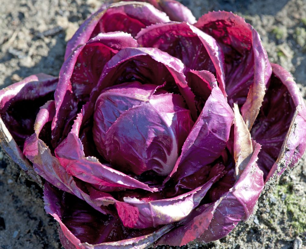 insalata radicchio rosso