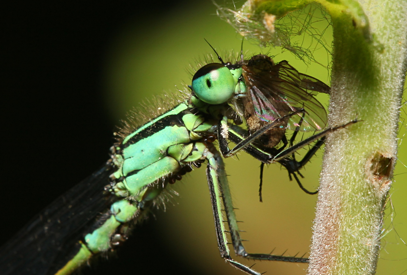 Inschura elegans, Große Pechlibelle frißt erbeutete Fliege