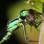 Inschura elegans, Große Pechlibelle frißt erbeutete Fliege