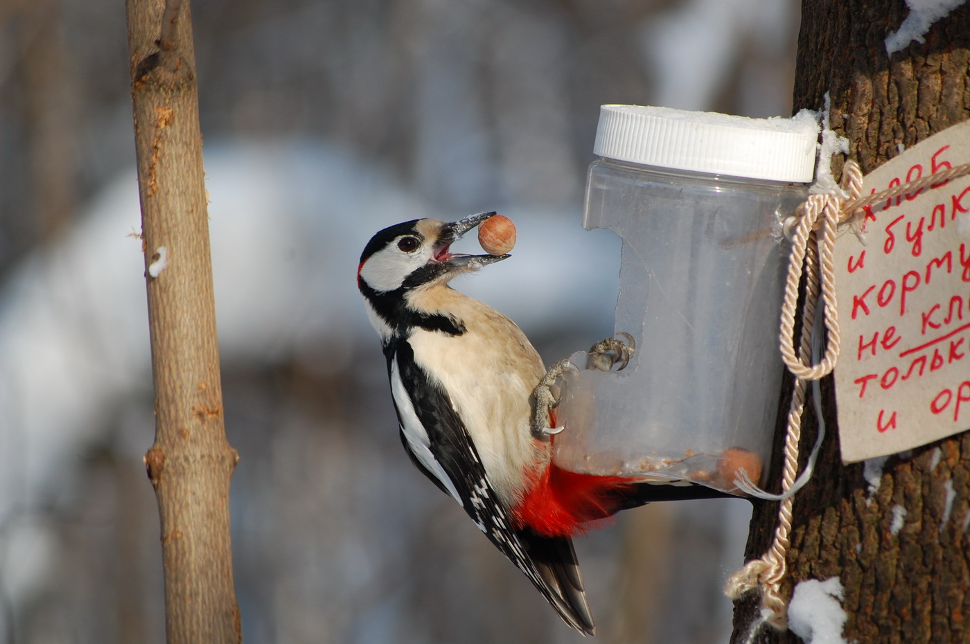 Inscription near feeder: Do not put bread and wheat, only seeds and nuts