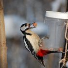 Inscription near feeder: Do not put bread and wheat, only seeds and nuts