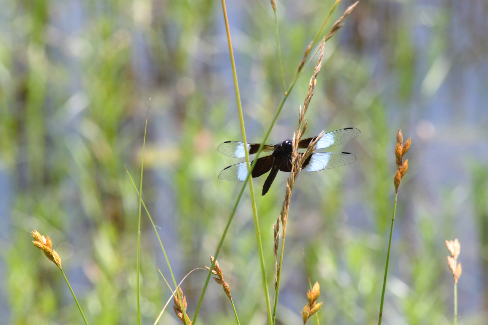 Insect Beauty